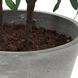 Marisol Stone Gray and Green Potted Olive Plant