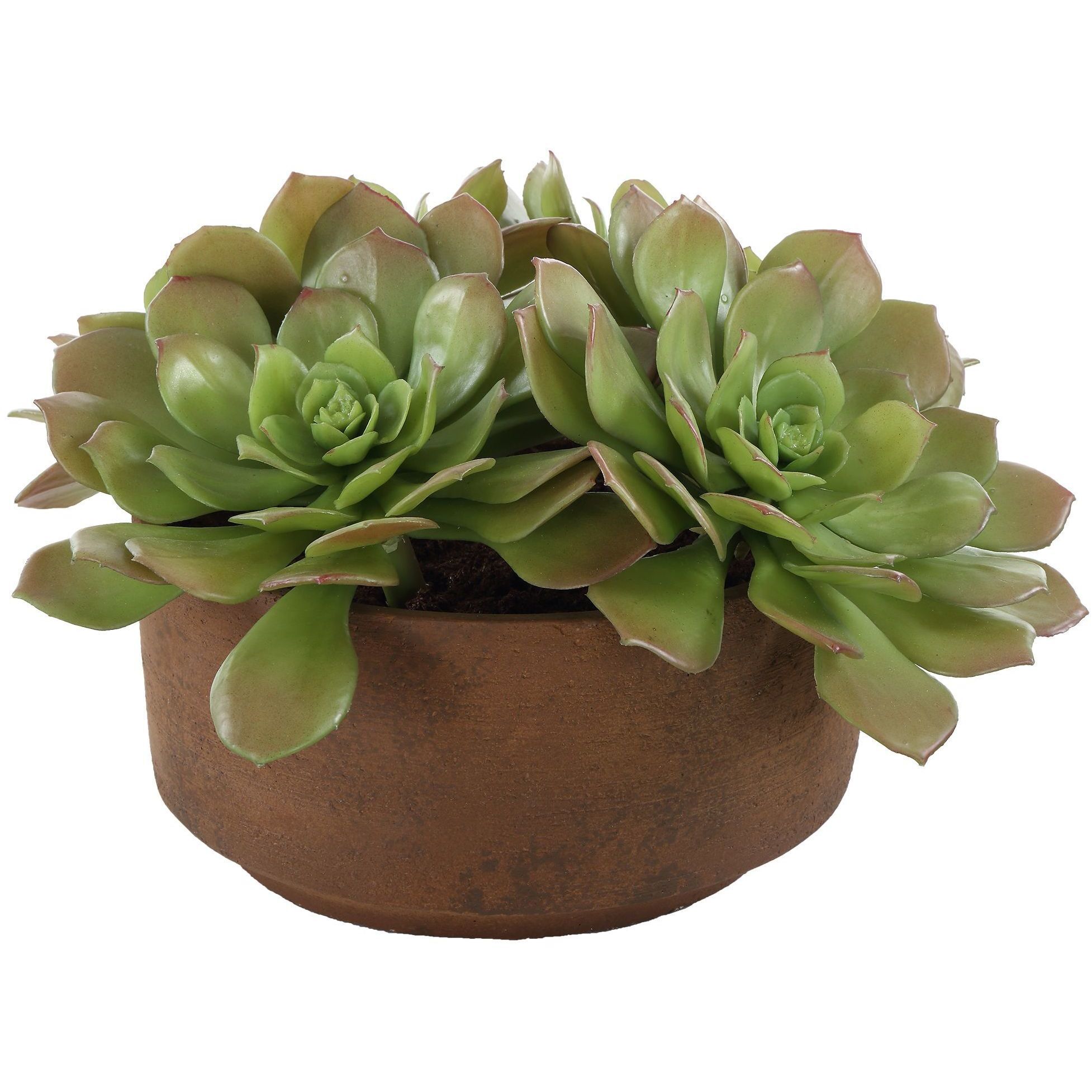 Sable Succulent Terracotta and Green Accent In Pot