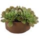 Sable Succulent Terracotta and Green Accent In Pot