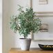 Marisol Stone Gray and Green Potted Olive Plant