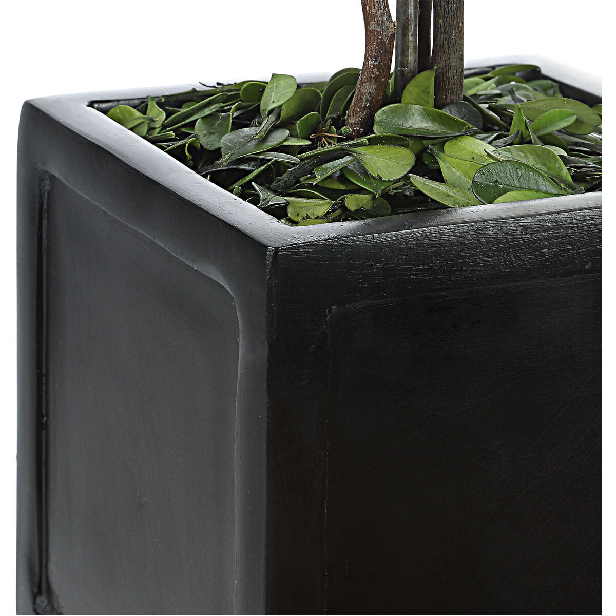 Preserved Boxwood Evergreen Foliage and Satin Black Topiaries, Set of 2