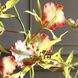 Spider Green and Pink and Yellow Orchid In Glass Vase