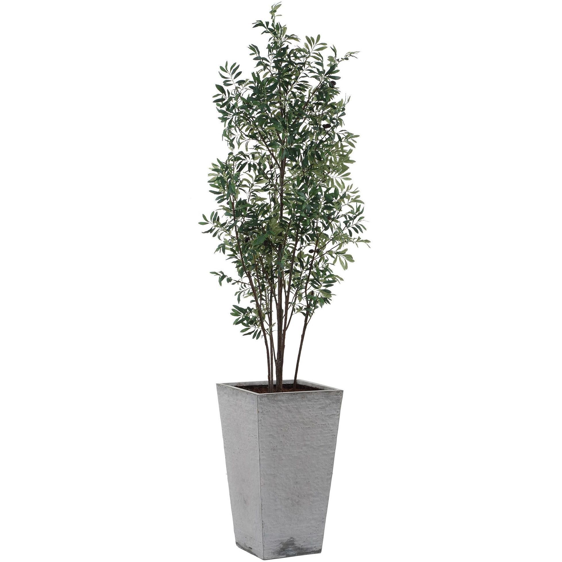 Sonora Olive Textured Gray Concrete and Green Tree In Planter