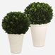 Preserved Boxwood Green and Chalk White Foliage Domes, Set of 2