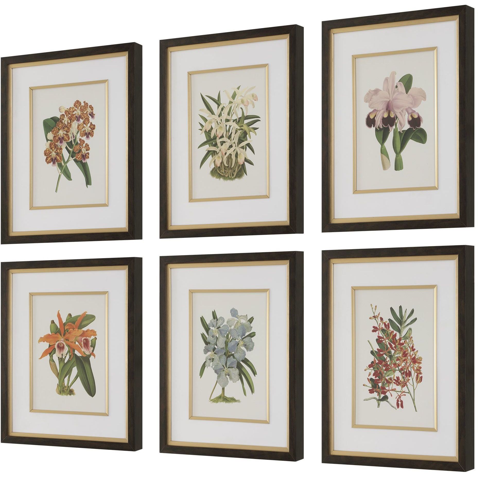 Orchid 24.5 X 20.5 inch Botanical Framed Prints, Set of 6