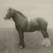 Equine Dynasty 15.88 X 13.88 inch Framed Prints, Set of 9