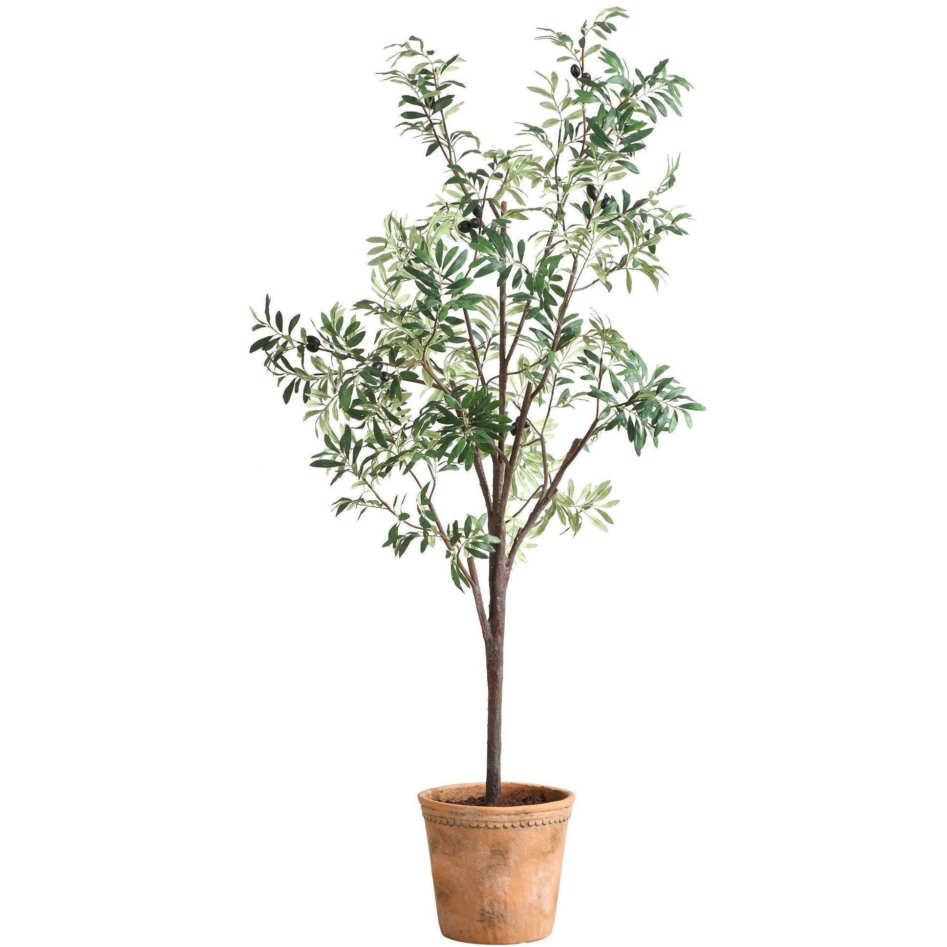 Olea Green and Terracotta Potted Olive Tree