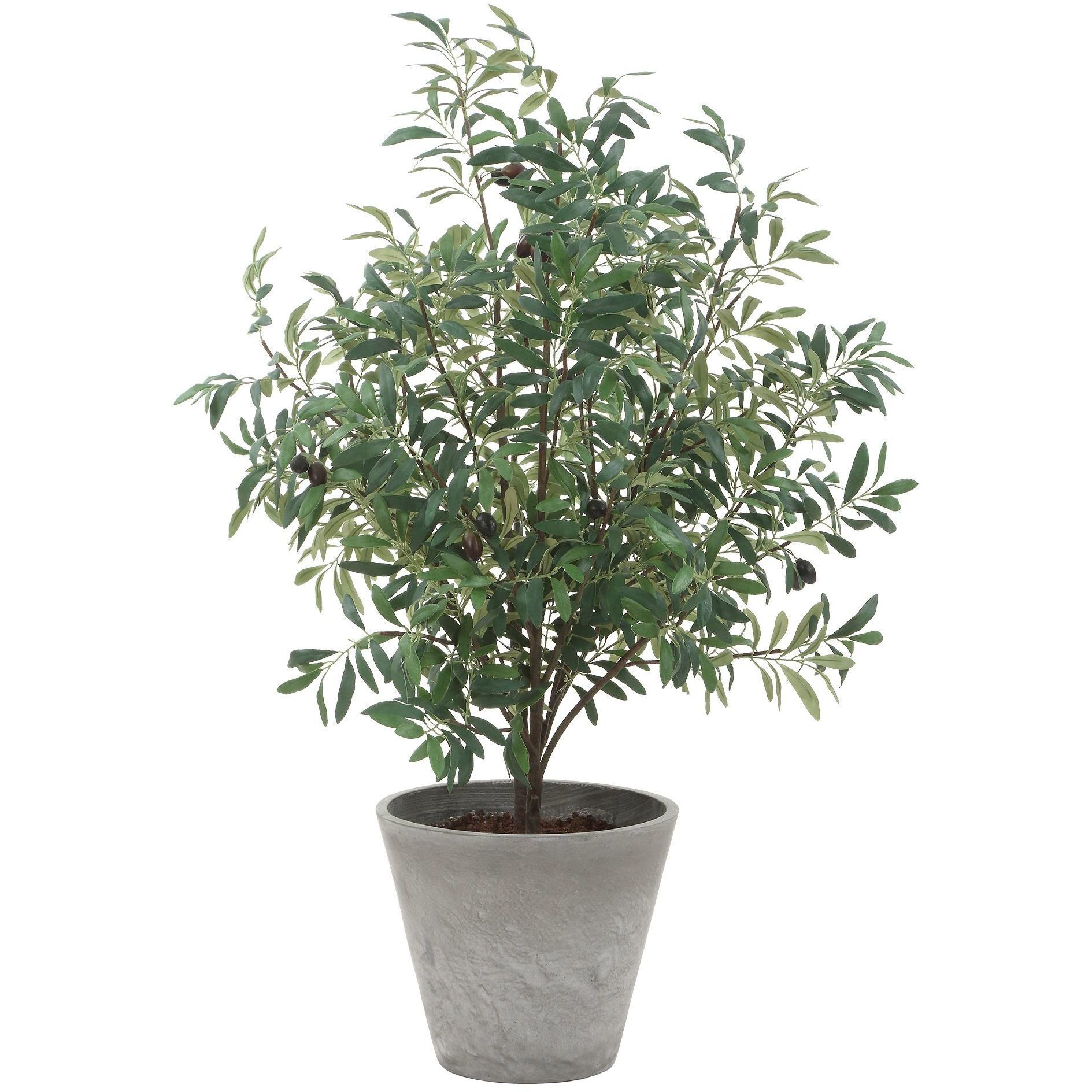 Marisol Stone Gray and Green Potted Olive Plant