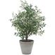 Marisol Stone Gray and Green Potted Olive Plant