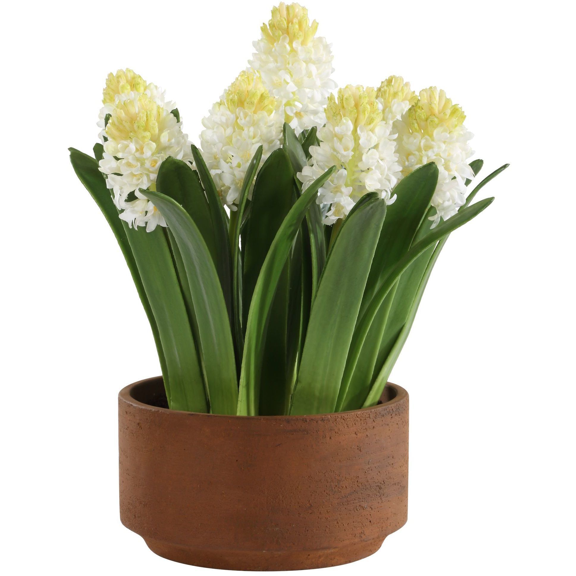 Sincerity White and Green and Terracotta Potted Hyacinth Plant