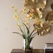 Spider Green and Pink and Yellow Orchid In Glass Vase