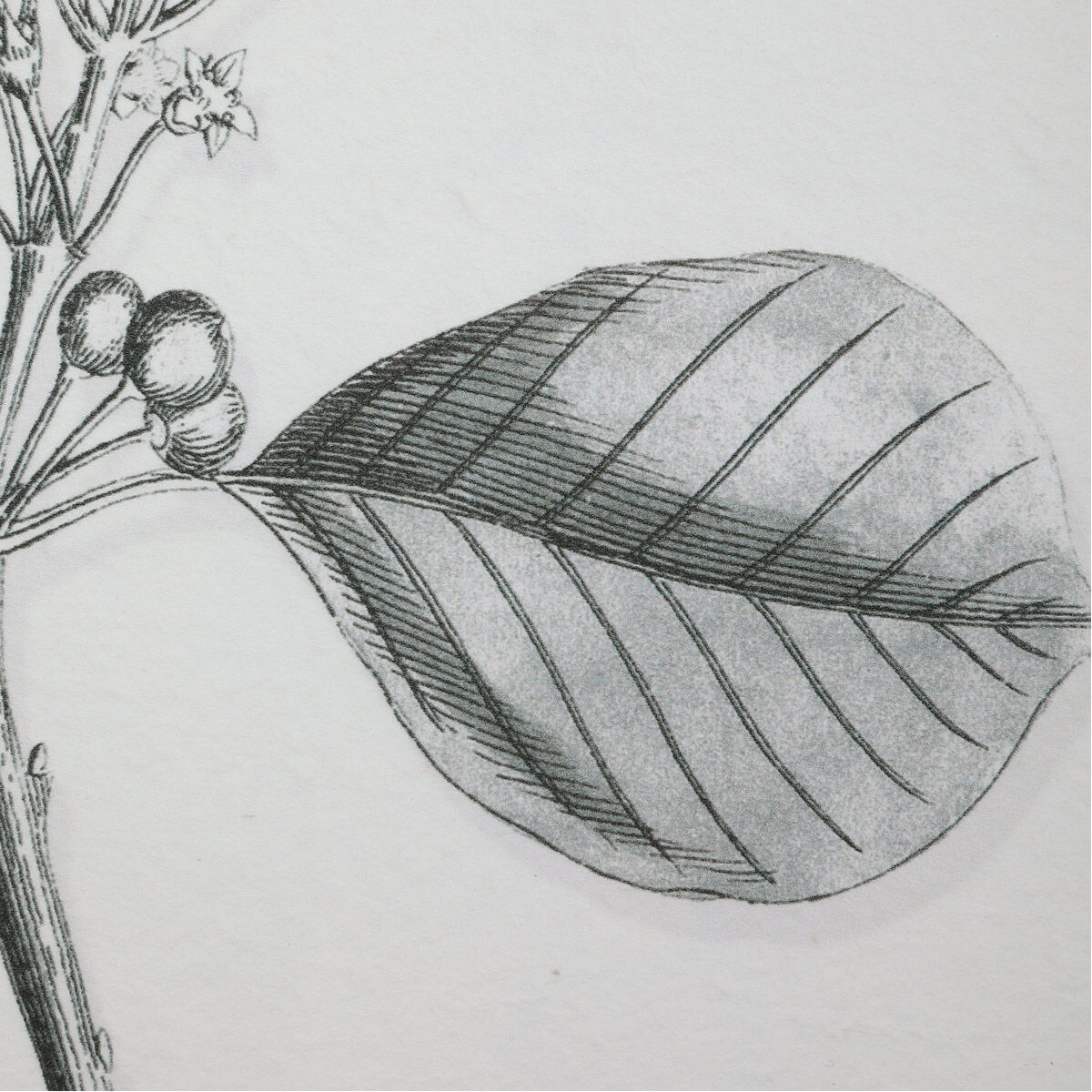 Farmhouse Florals 23 X 18 inch Framed Prints, Set of 9 