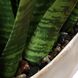 Sansera Snake Beige and Tan Accent Plant