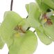 Valdive Bright Green and Clear Glass Orchid