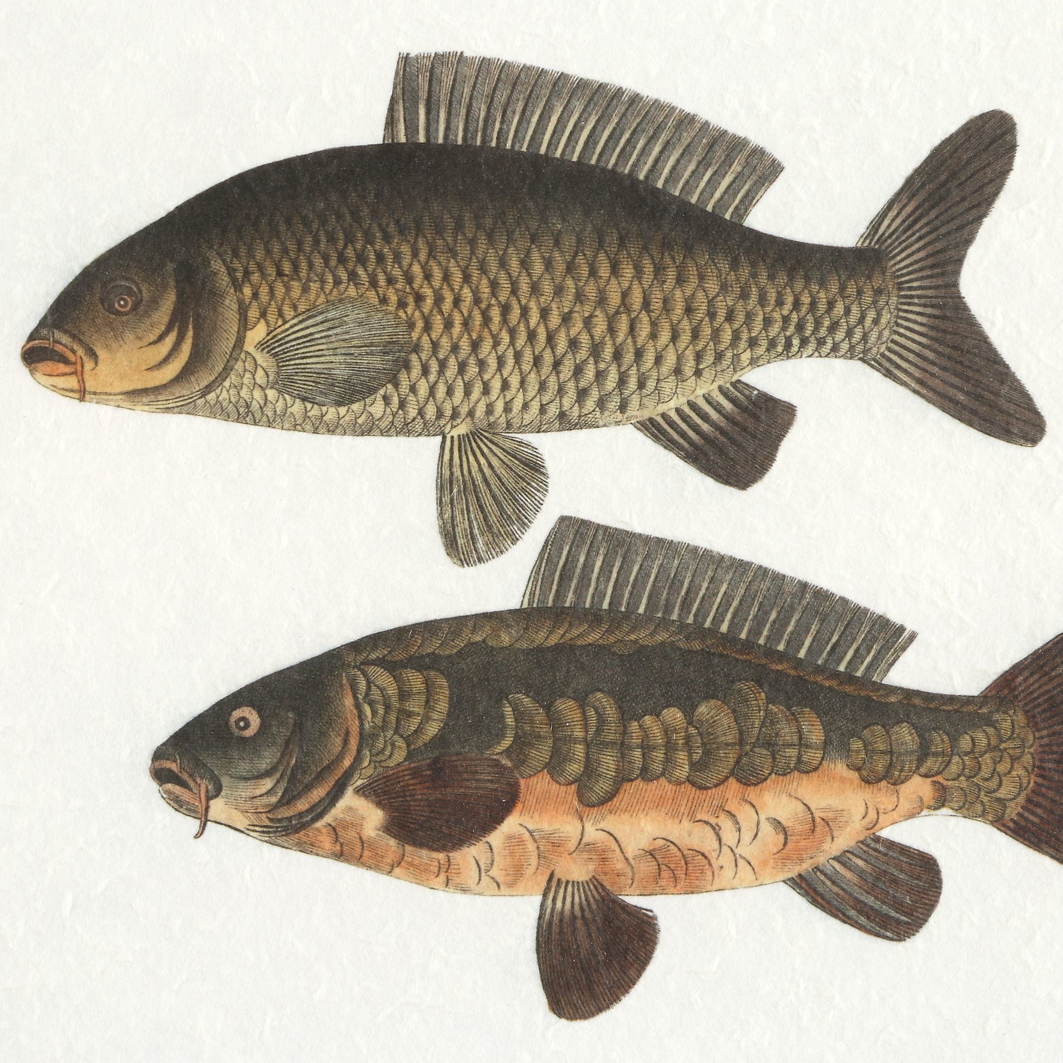 The Catch 20.5 X 18.25 inch Framed Fish Prints, Set of 2