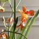 Dancing Orange and Green and Clear Orchid In Glass Vase