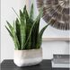 Sansera Snake Beige and Tan Accent Plant