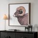 Big Horn 40 X 40 inch Sheep Framed Print