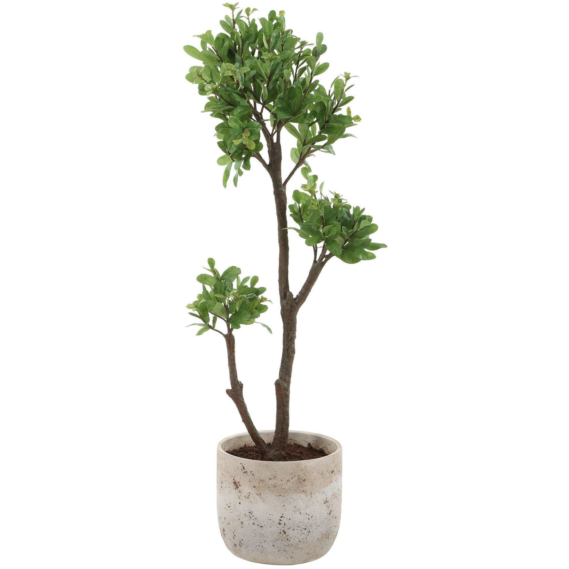 Arbor Strawberry Aged Ivory and Green Tree