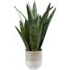 Sansera Snake Beige and Tan Accent Plant