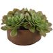 Sable Succulent Terracotta and Green Accent In Pot