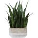 Sansera Snake Beige and Tan Accent Plant