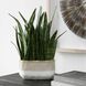 Sansera Snake Beige and Tan Accent Plant