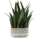 Sansera Snake Beige and Tan Accent Plant