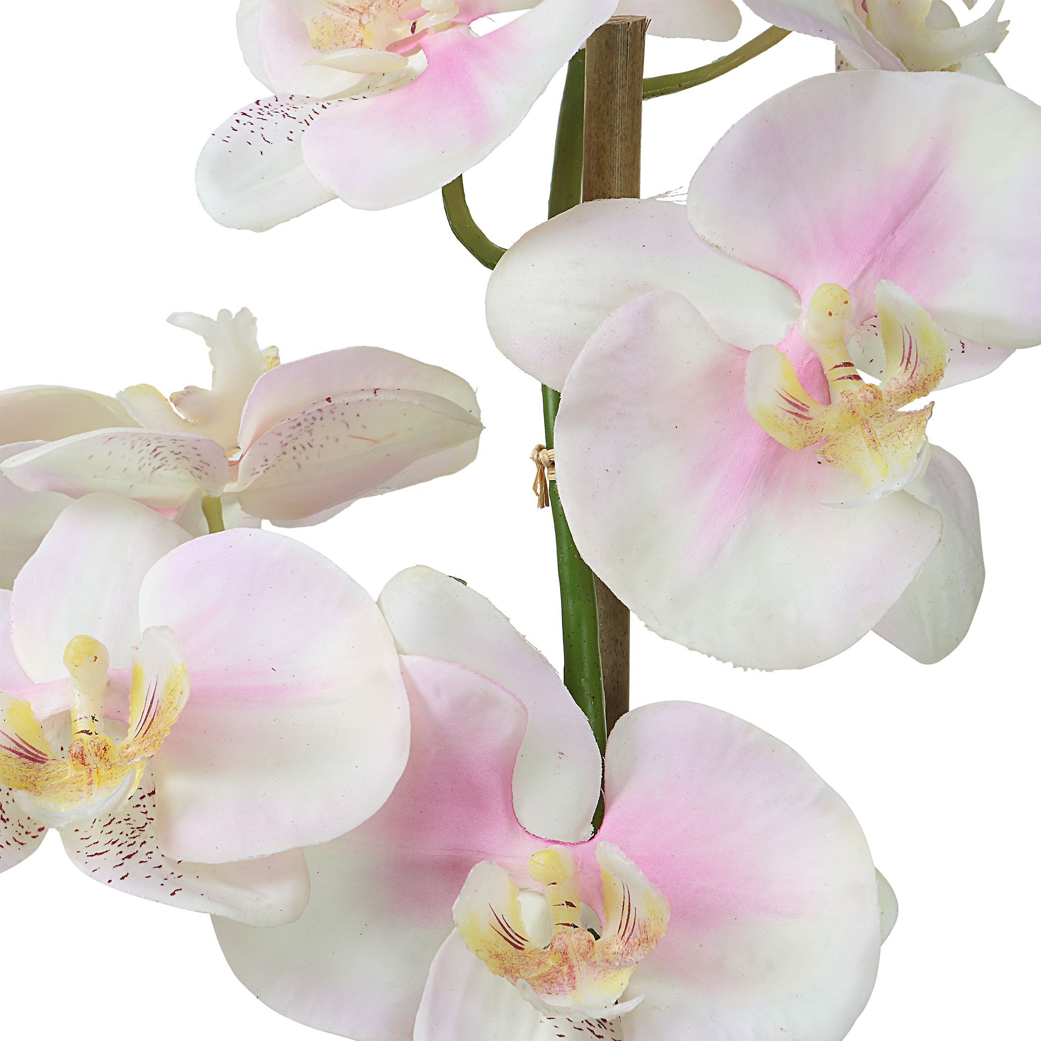 Blush Light Pink and White Orchid