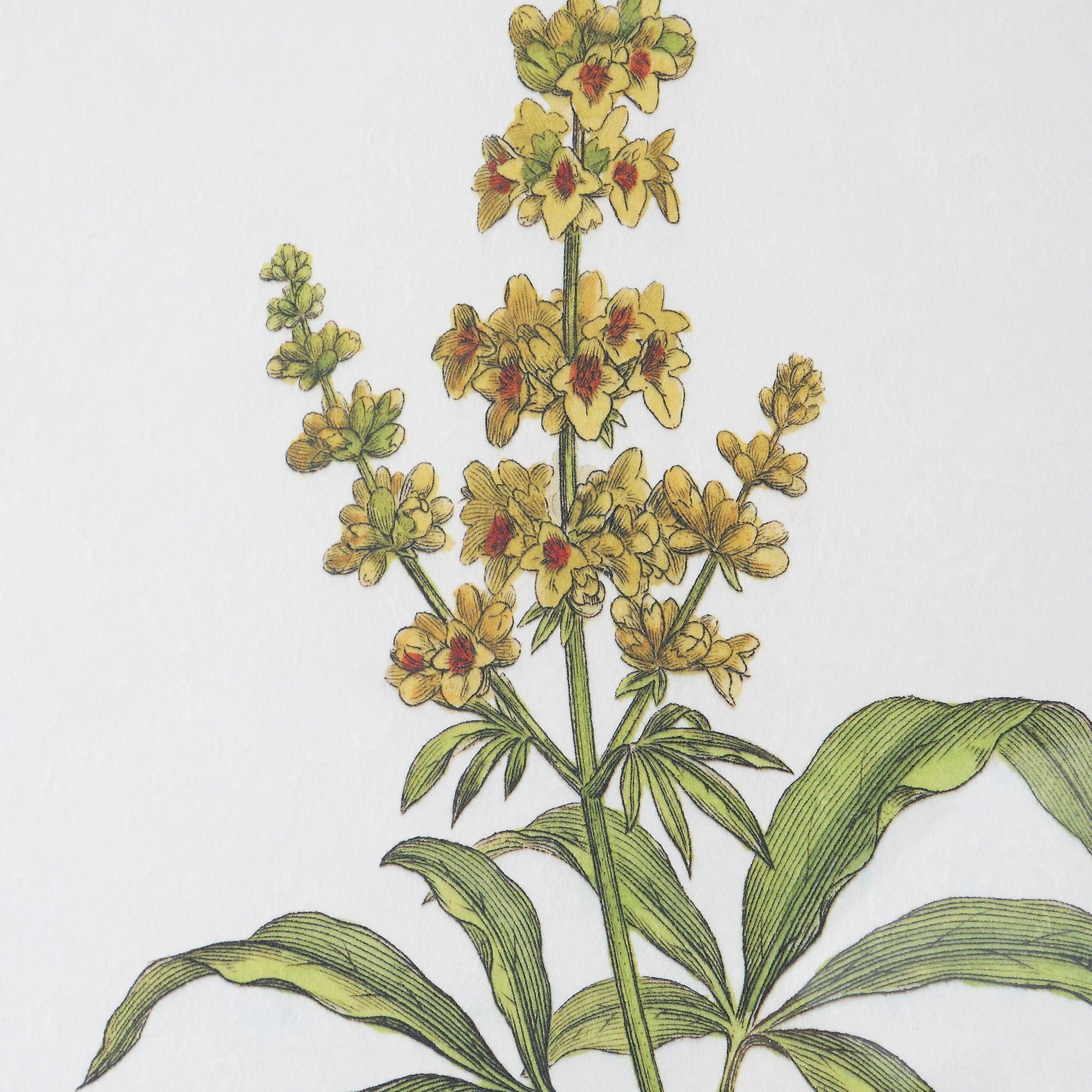 Wildflower Study 22 X 19 inch Framed Prints, Set of 4