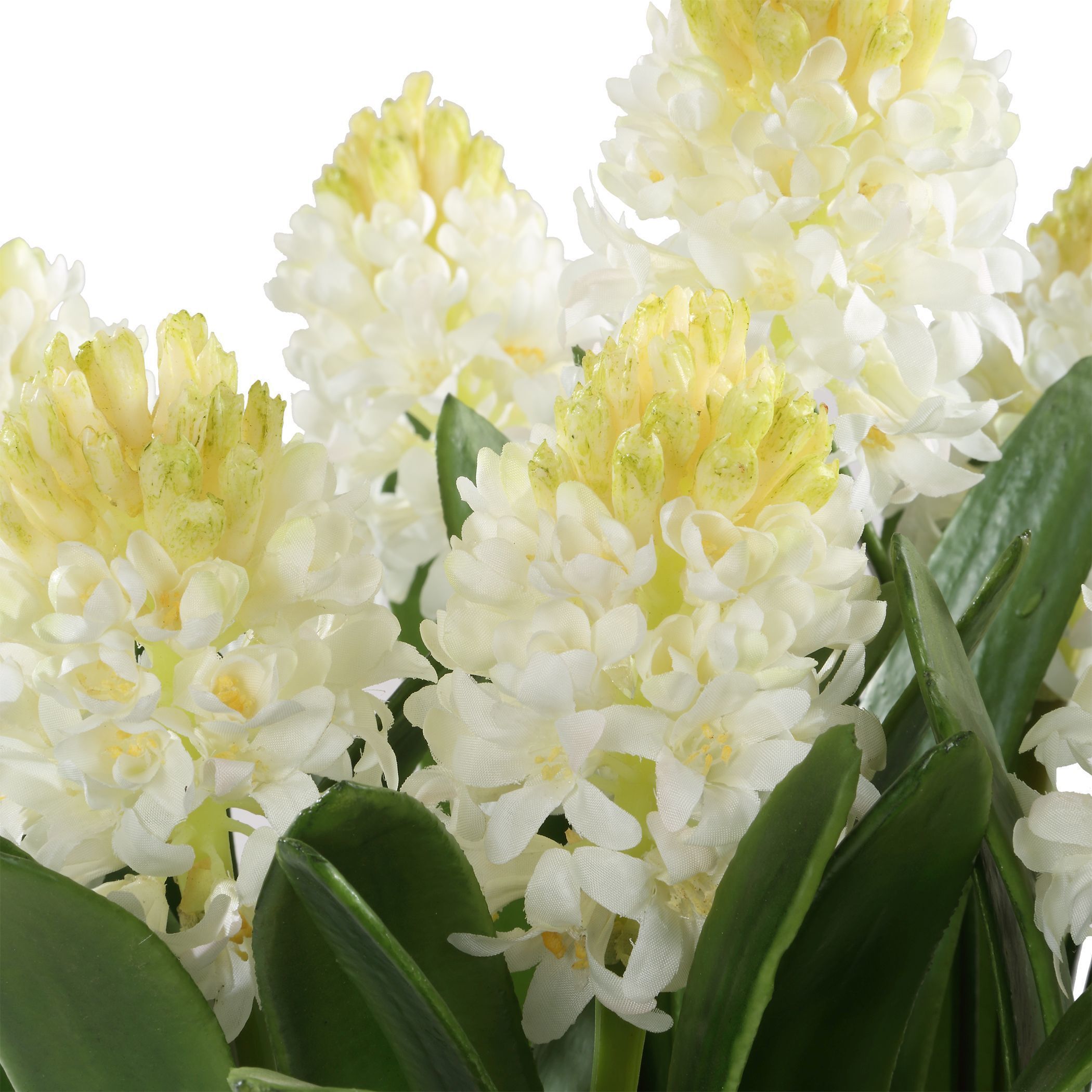 Sincerity White and Green and Terracotta Potted Hyacinth Plant