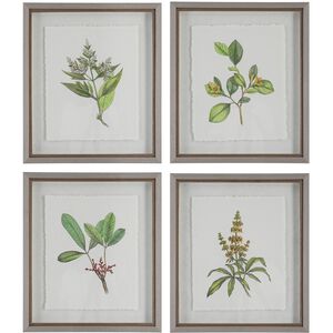 Wildflower Study 22 X 19 inch Framed Prints, Set of 4