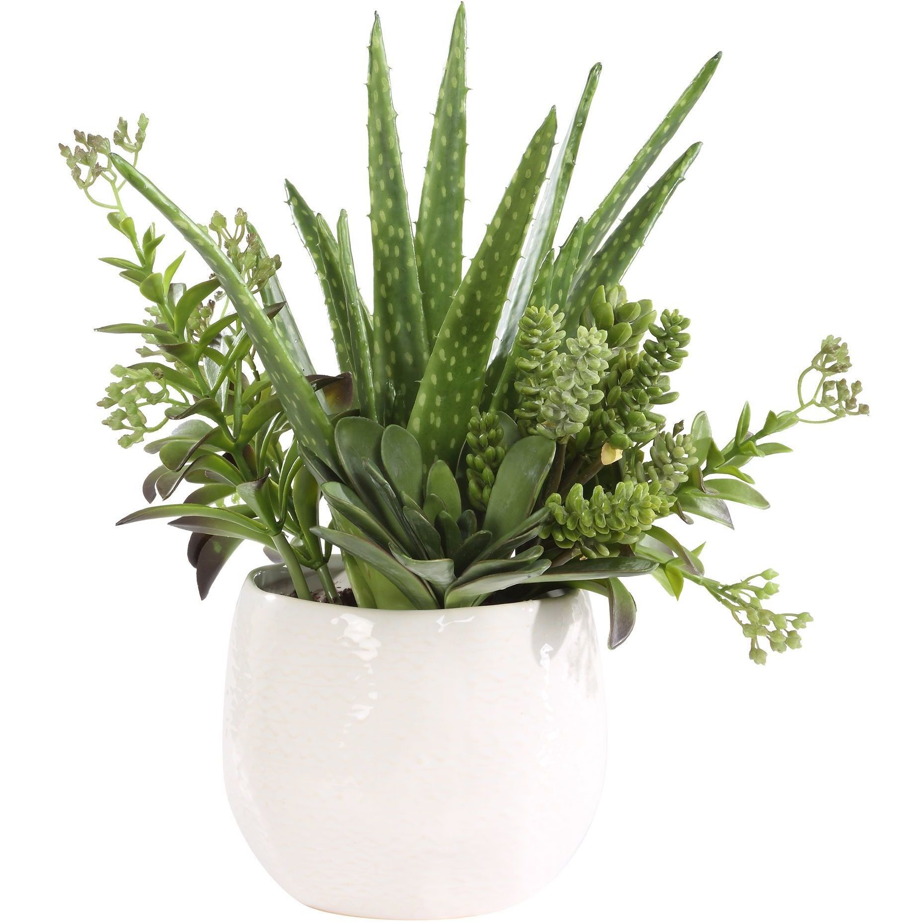 Sundown Succulent Green and White Succulent Accent Planter