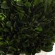 Preserved Boxwood Green and Chalk White Foliage Domes, Set of 2