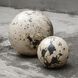Nouveau Coral Stone with Black Resin Indoor-Outdoor Spheres, Set of 2