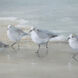 Tranquil Shorebirds On The Sand 32.5 X 22.5 inch Landscape Print