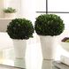 Preserved Boxwood Green and Chalk White Foliage Domes, Set of 2