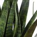 Sansera Snake Beige and Tan Accent Plant