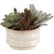 Mesa Succulent Green with Textured Tan Glaze Succulent Accent