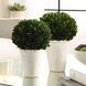 Preserved Boxwood Green and Chalk White Foliage Domes, Set of 2