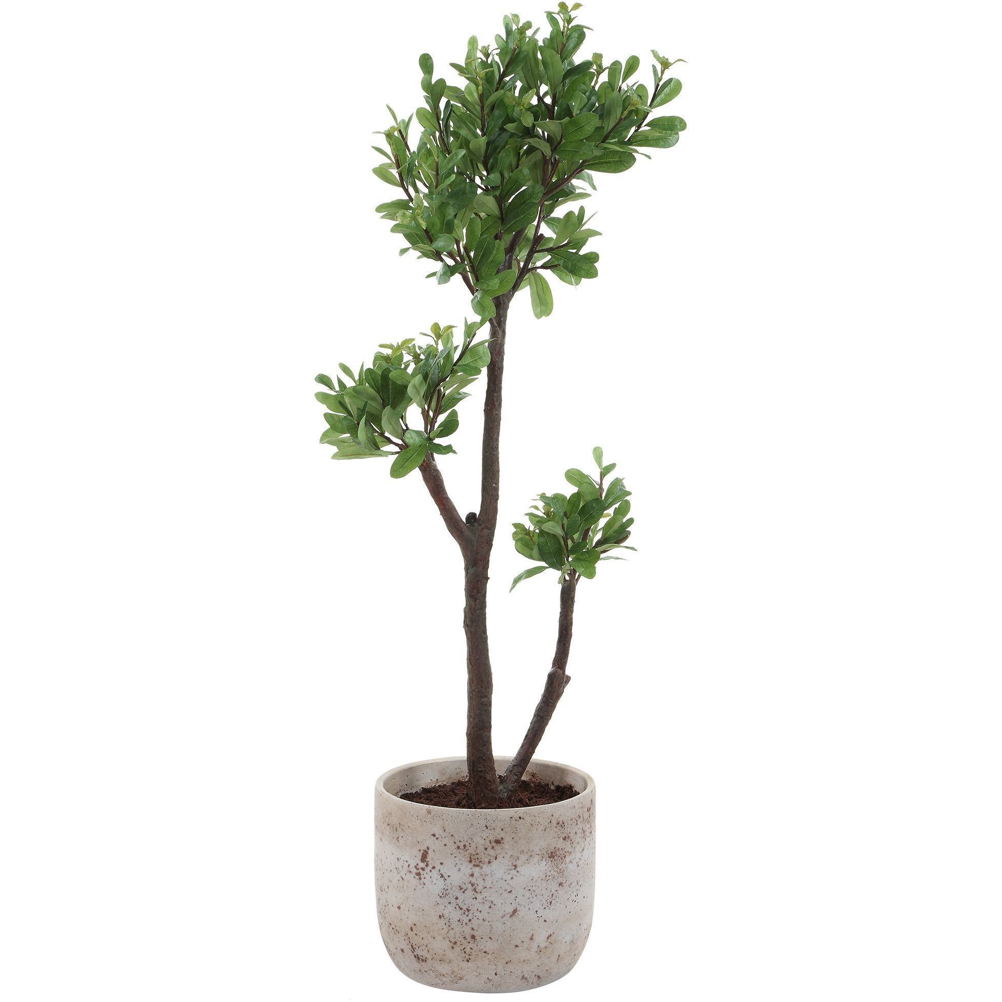 Arbor Strawberry Aged Ivory and Green Tree