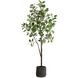 Eden Green and Black Potted Fig Tree