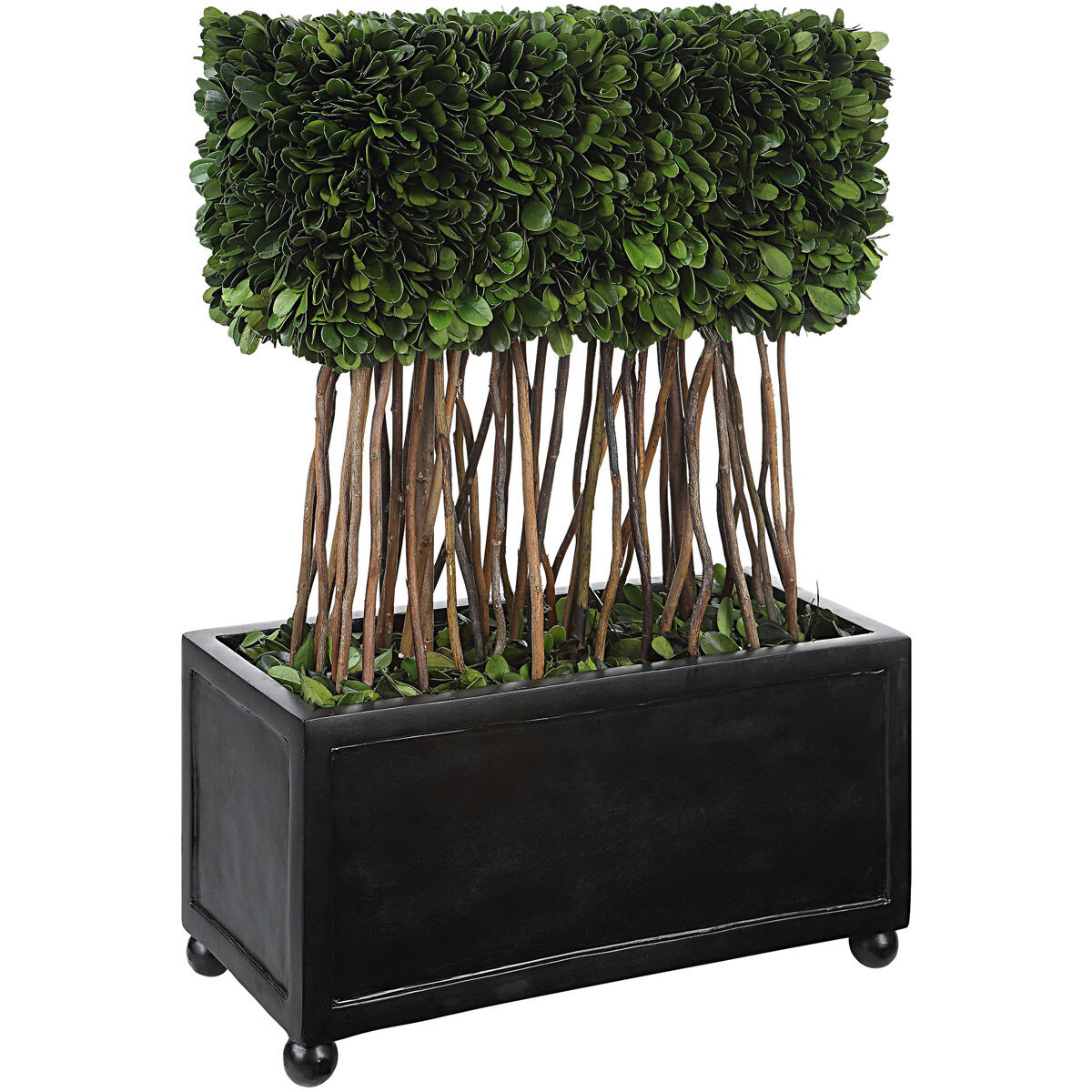 Preserved Boxwood Evergreen Foliage and Satin Black Topiary