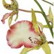 Spider Green and Pink and Yellow Orchid In Glass Vase