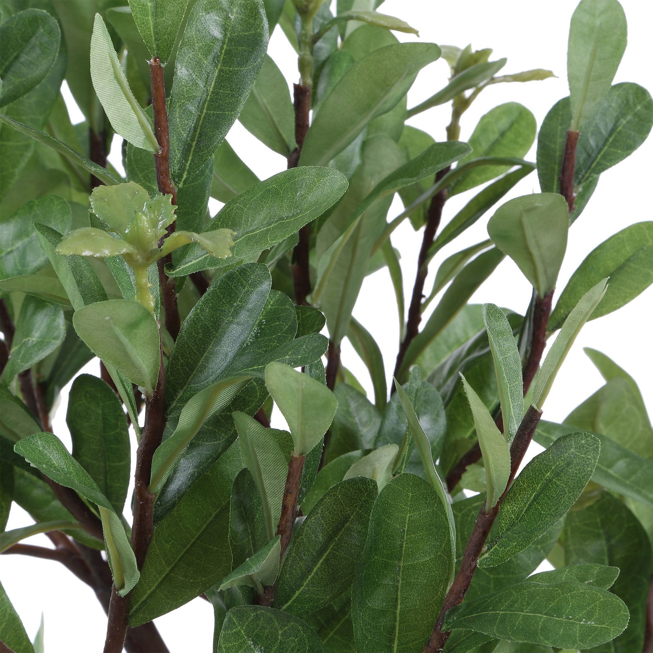 Arbor Strawberry Aged Ivory and Green Tree