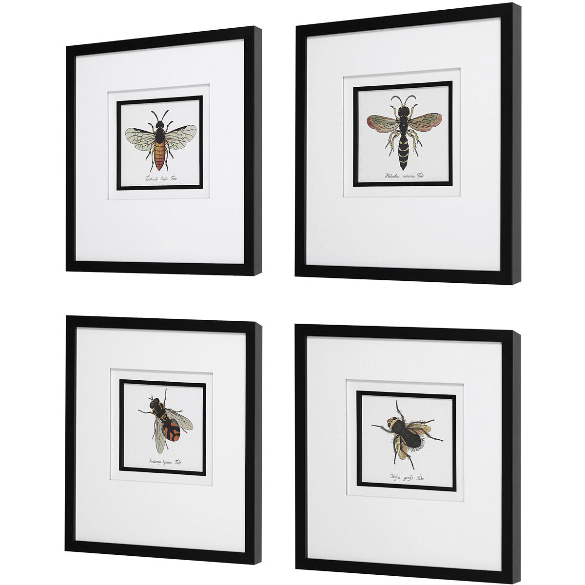 Anthophila 21 X 20 inch Framed Prints, Set of 4