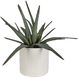 Taos Green with Ivory and Beige Glaze Aloe Centerpiece