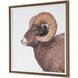 Big Horn 40 X 40 inch Sheep Framed Print