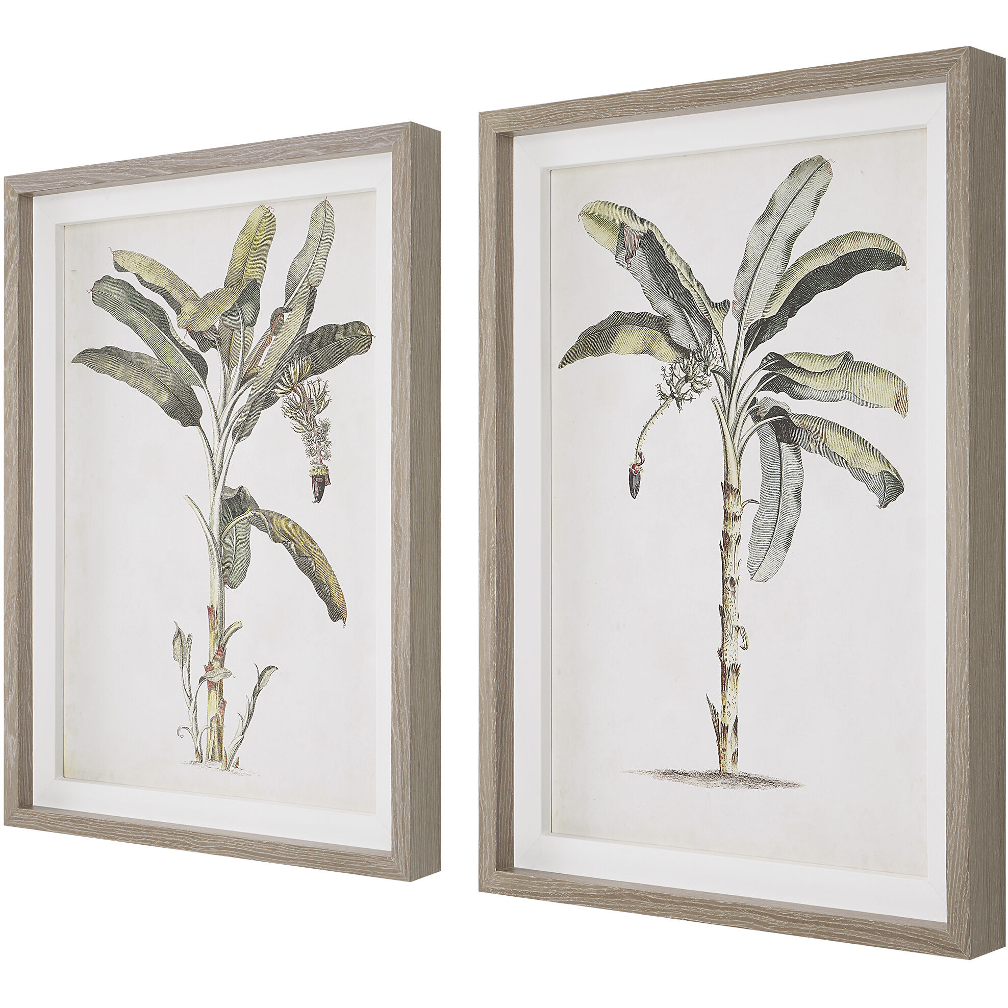 Banana Palm 35 X 25 inch Framed Prints, Set of 2
