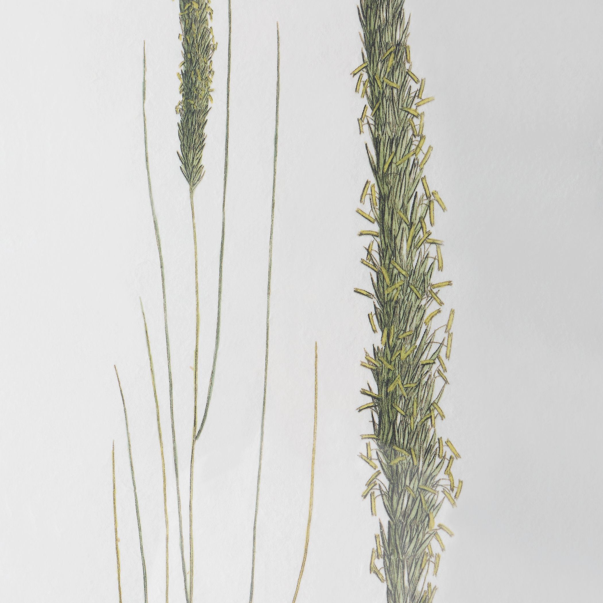 Forest Finds 22 X 18 inch Framed Prints, Set of 6